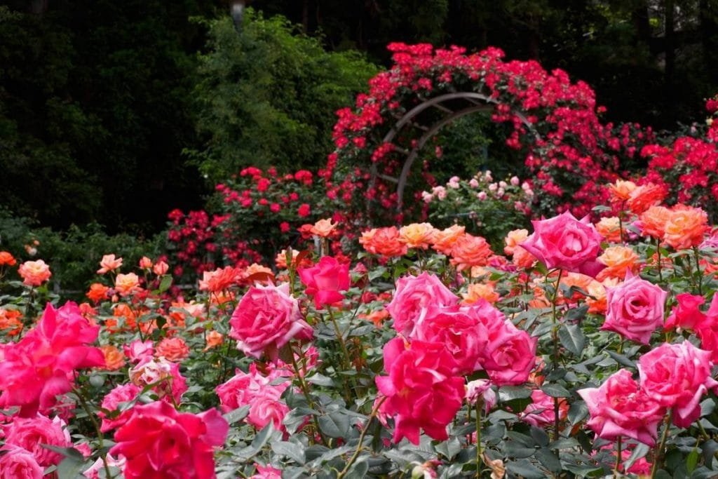 Get Off The Beaten Path In Paris :Paris Travel Guide (Part 1) 3 rose garden in Paris